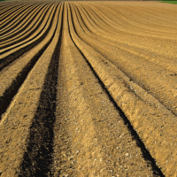 soil img