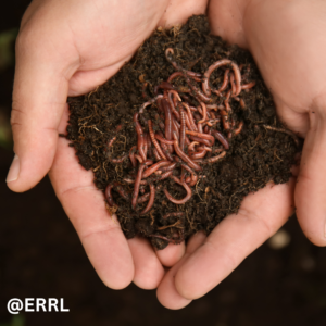 ecotoxicity earthworm pic